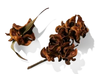 Ingredient_module_Acacia_Extract-Main_Image_1024x1024