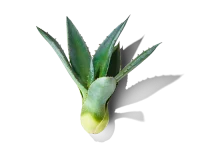 Ingredient_module_Agave_Extract-Main_Image_1024x1024