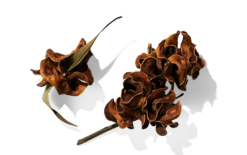Ingredient_module_Acacia_Extract-Main_Image_1024x1024