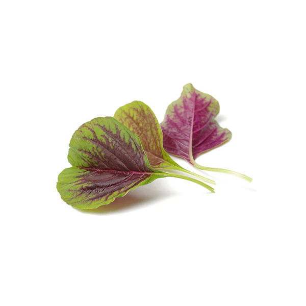 Ingredient_module_Amaranthus_Leaf_Extract-Main_Image_1024x1024